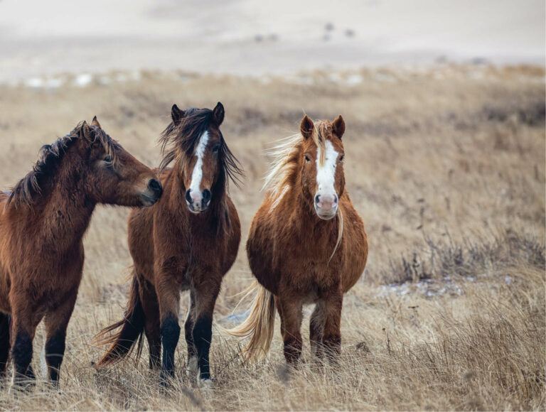 Wild Horses on Sable Island, Canada