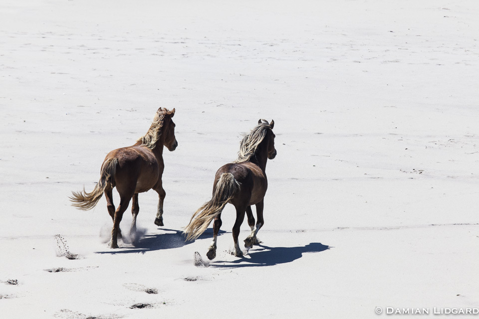 Sable Island Wild Horses Running to greet