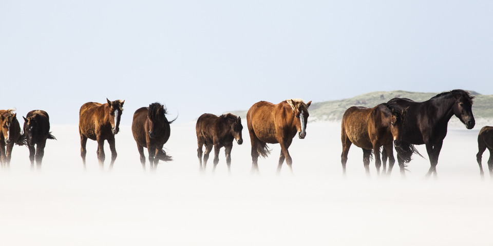Wild Horses of Canada, South Beach, Sable Island