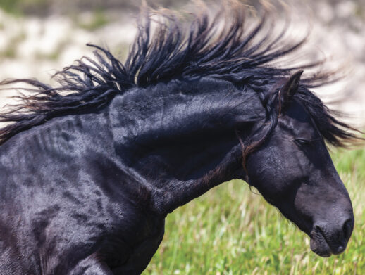 Black Wild Horse of Sable Island, photography from Damian Lidgard's Sable Island Calendar 2024