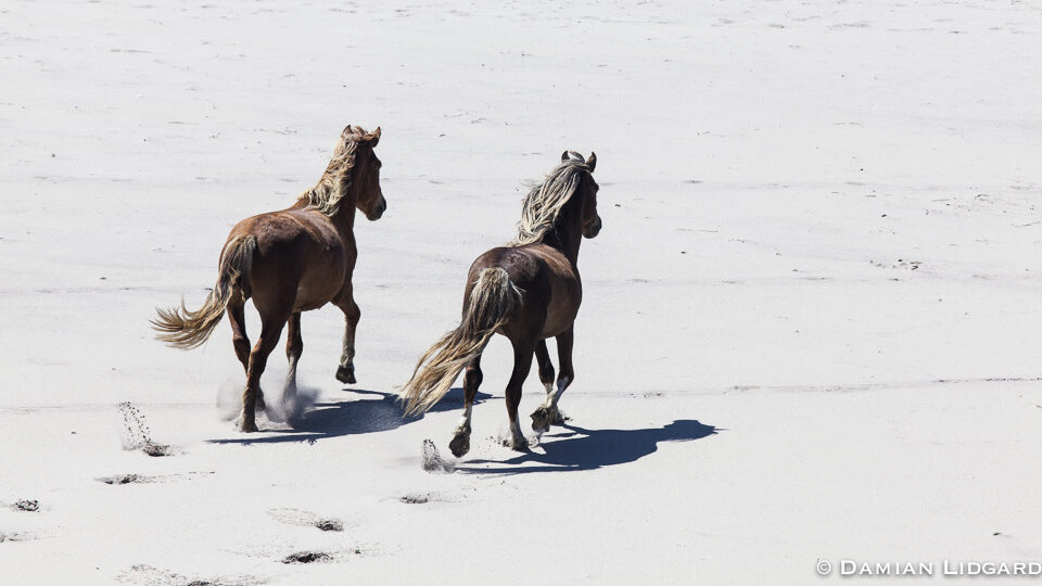 Sable Island Wild Horses Running to greet