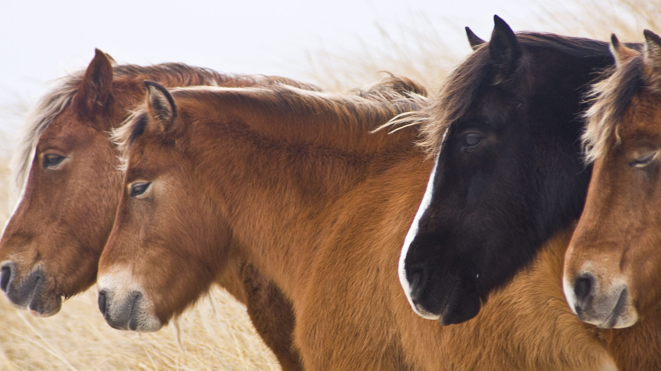 Wild Horses of Sable Island Cover