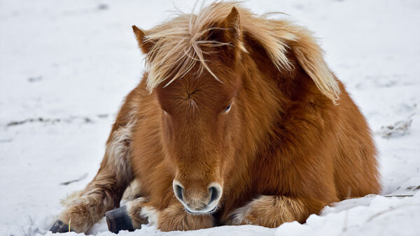 Foal in snow, Sable Island Horse, #337, 2009