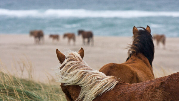 Passing by, Sable Island Horse, #347, 2009