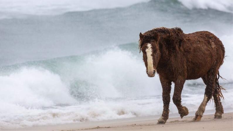 Wild Horse on Sable Island, Canada