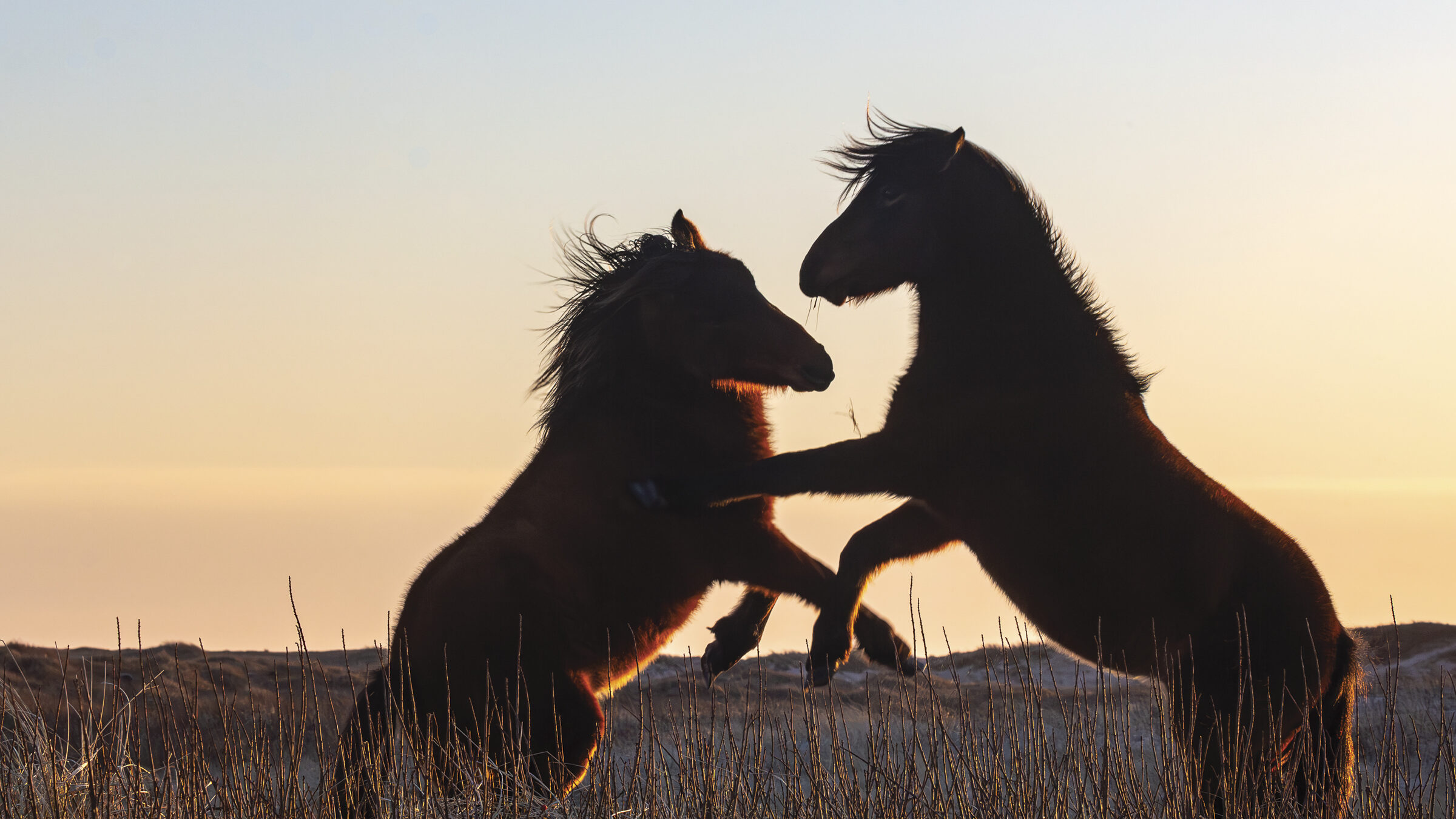 Sable Island Wild Horses