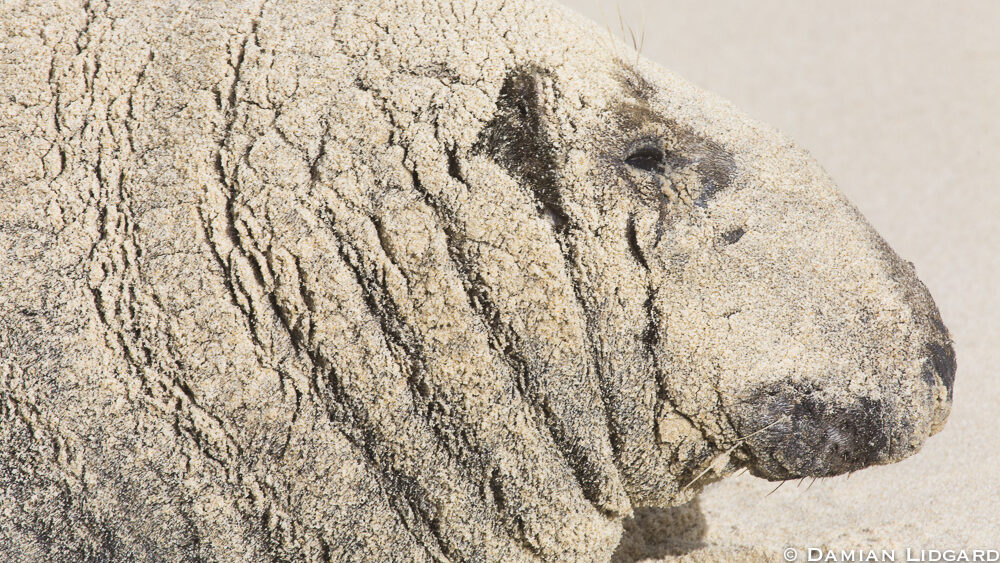 Wild Creatures of Sable Island Cover