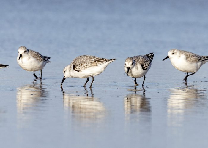 The busy lifestyle of sanderlings