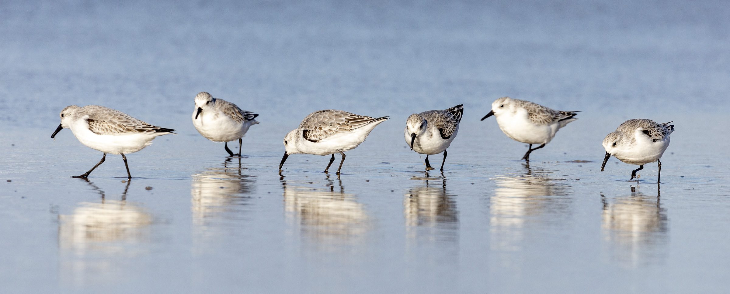 The busy lifestyle of sanderlings