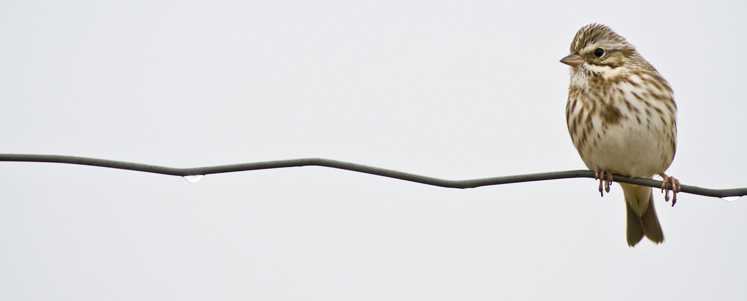 Sparrow on a wire; Sable Island