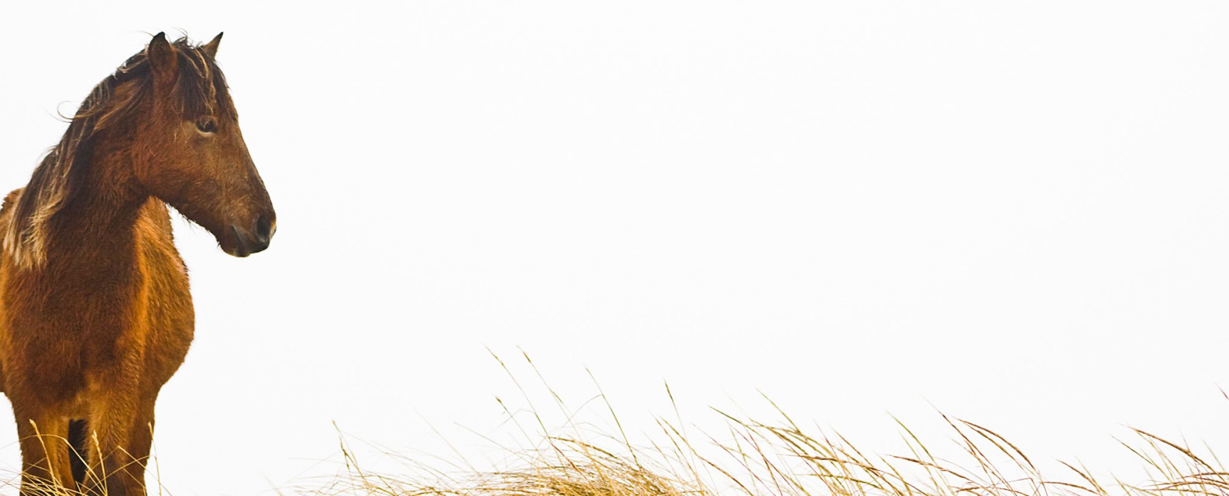 Horse and Grass