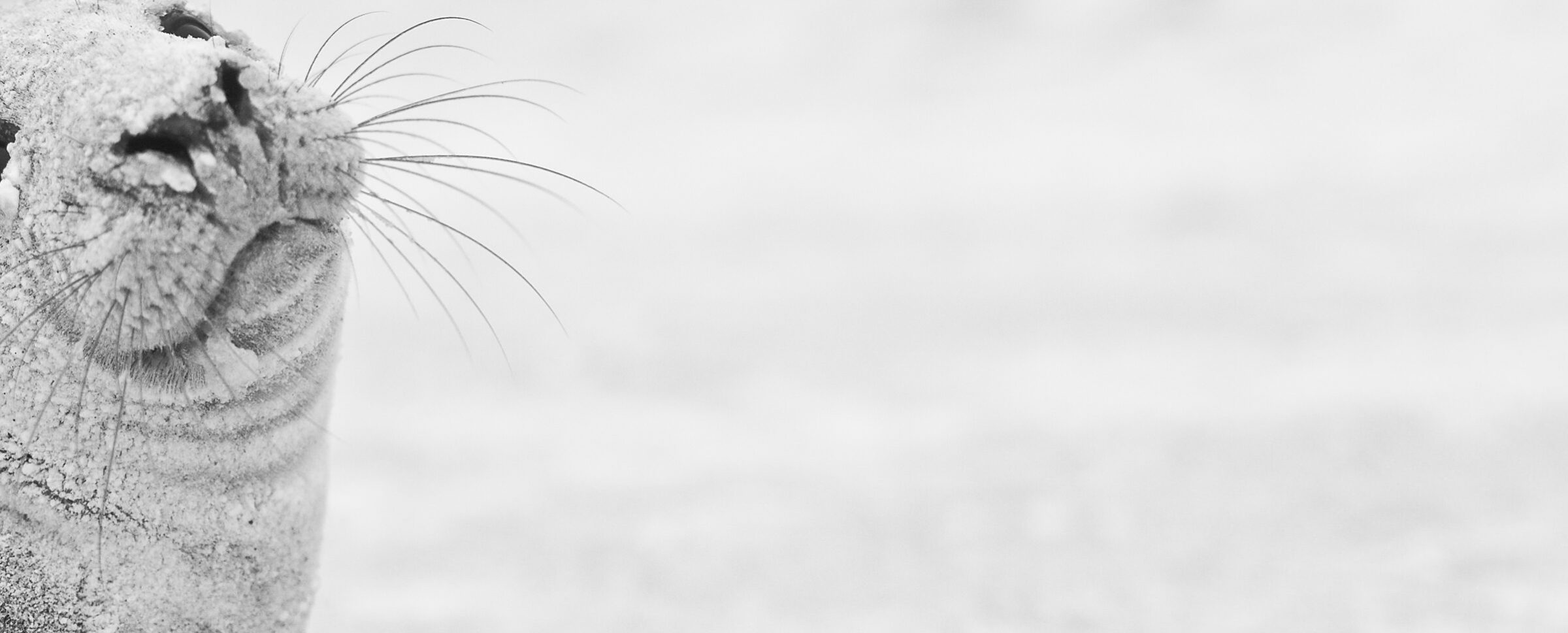 Grey seal pup: Sable Island