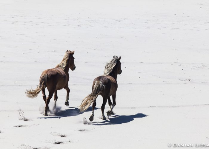 Running sable island horses