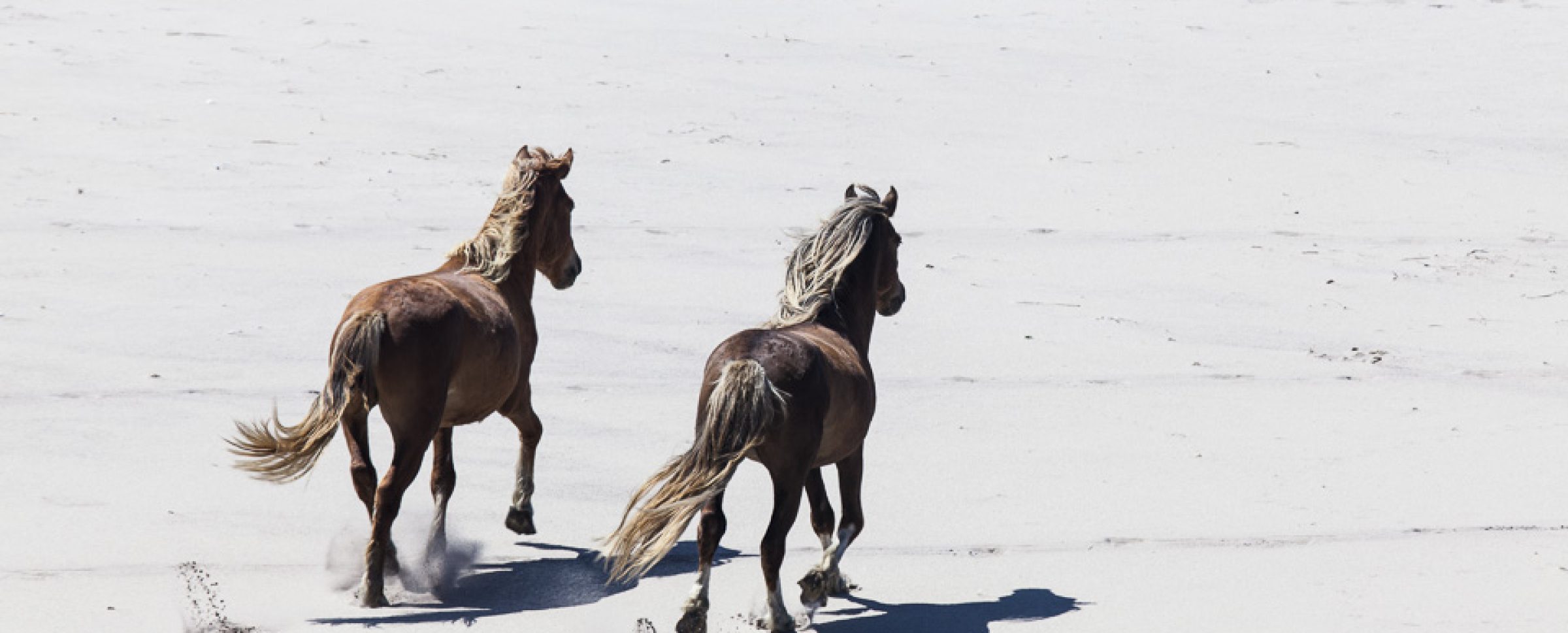 Running sable island horses