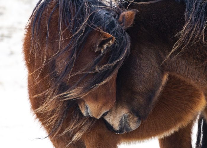 469 Two Sable Island Horses