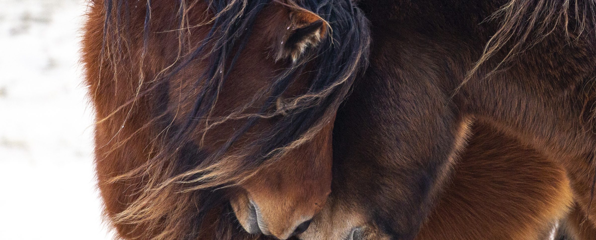 469 Two Sable Island Horses