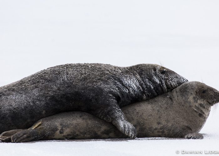 Grey seals in coitus, Sable Island