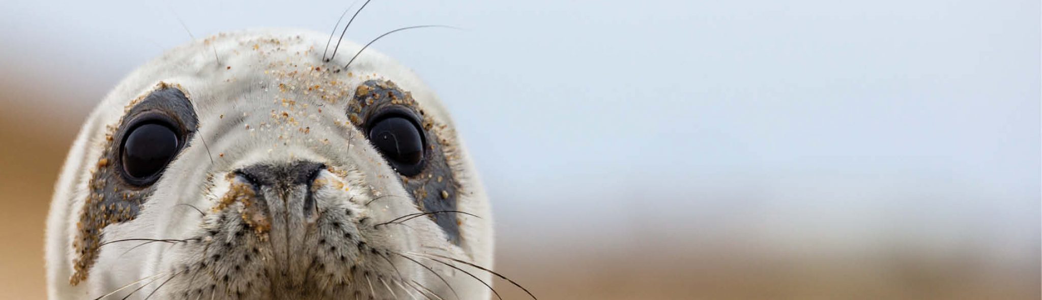 Damian Lidgard Sable Island Wildlife White Seal
