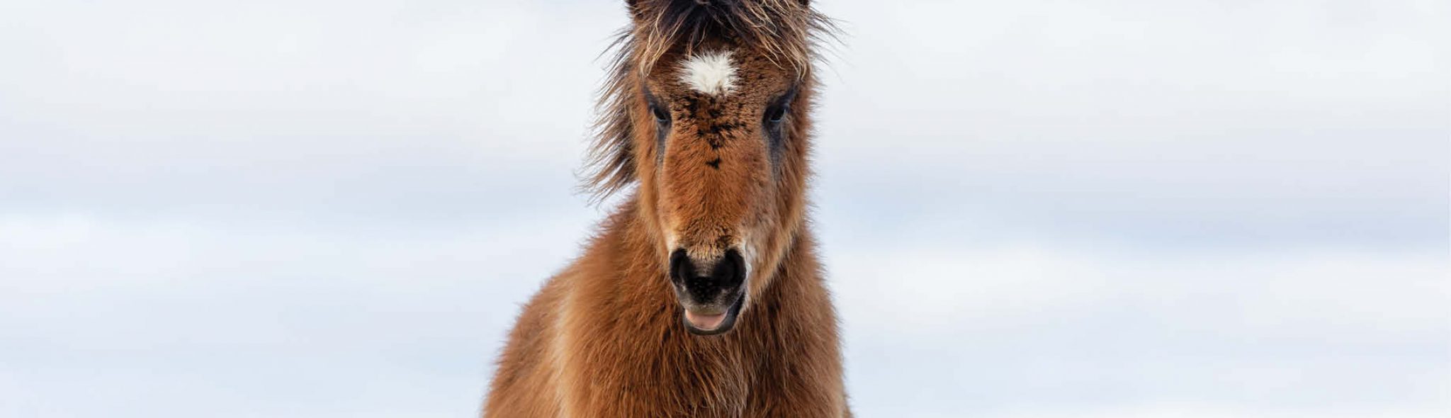 Damian Lidgard Sable Island Wildlife Wild Horses