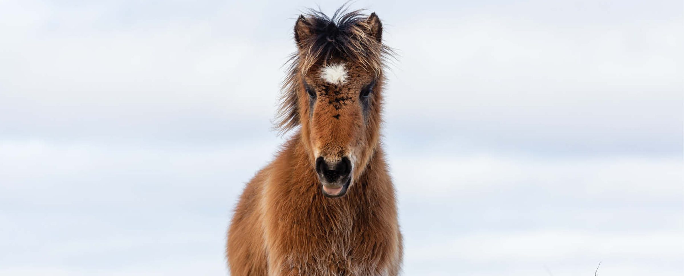 Damian Lidgard Sable Island Wildlife Wild Horses