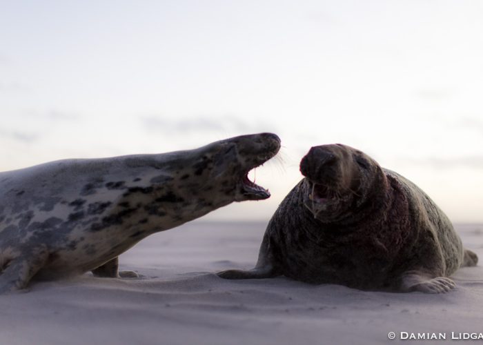 Sable Island grey seal 2