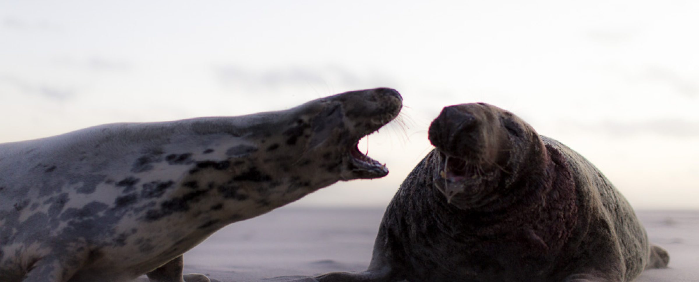 Sable Island grey seal 2